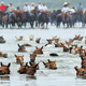 The annual pony swim across Assateague Channel